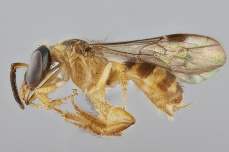 [Chlerogelloides female (lateral/side view) thumbnail]